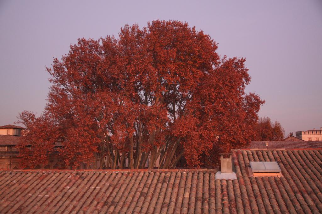 A La Terrasse D'Avignon Leilighet Eksteriør bilde